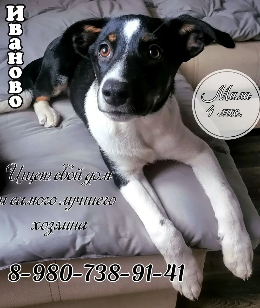 Найдена собака в Иванове — фото питомца