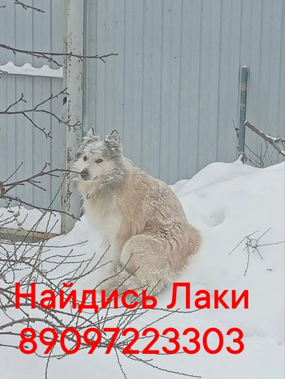 Пропала собака в Кургане — фото питомца