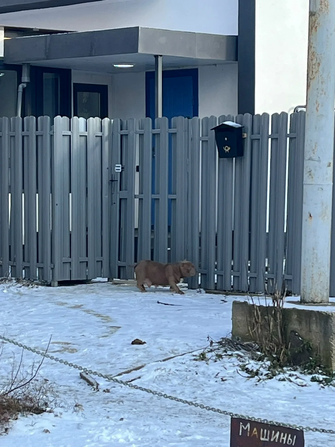 Пропала собака в Подольске — фото питомца