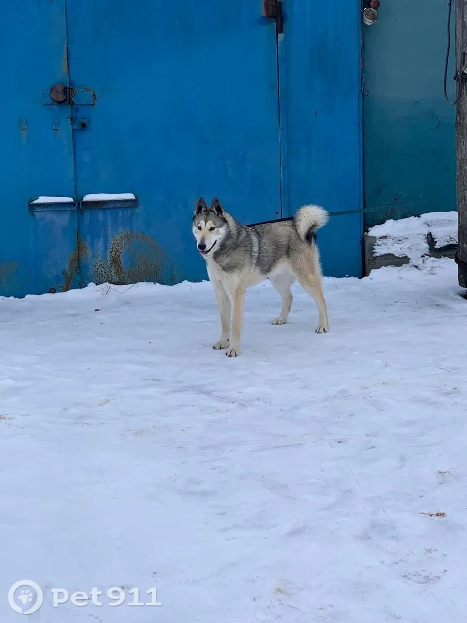 Пропала собака в Саранске — фото питомца