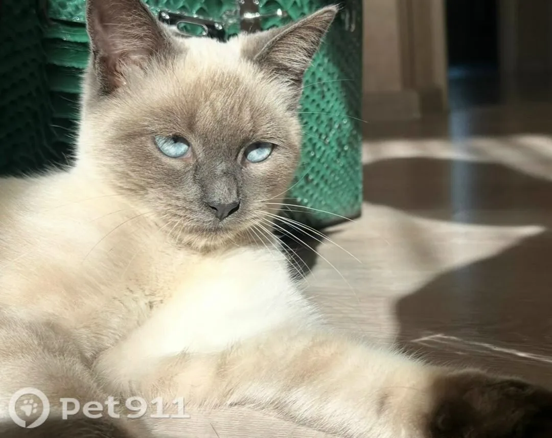 Пропала кошка в Нальчике — фото питомца