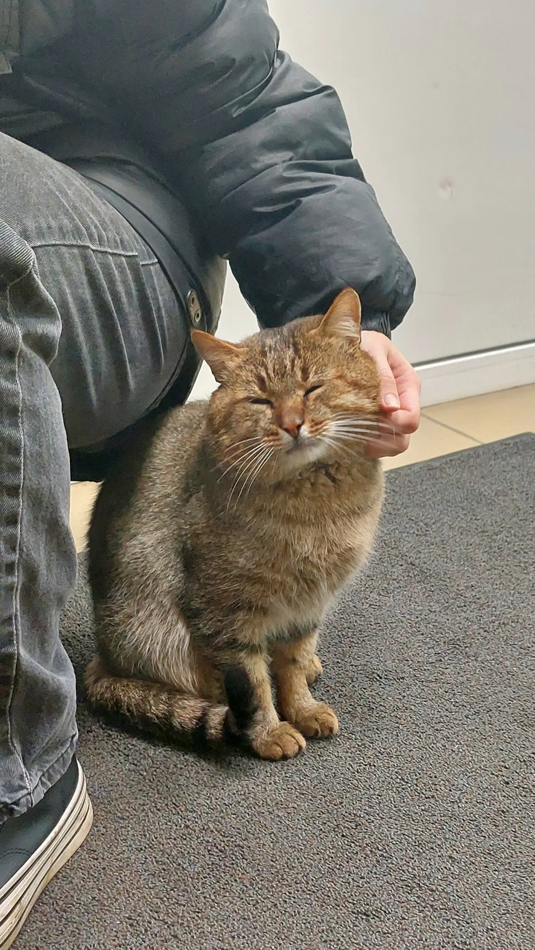 Найдена кошка в Подольске — фото питомца