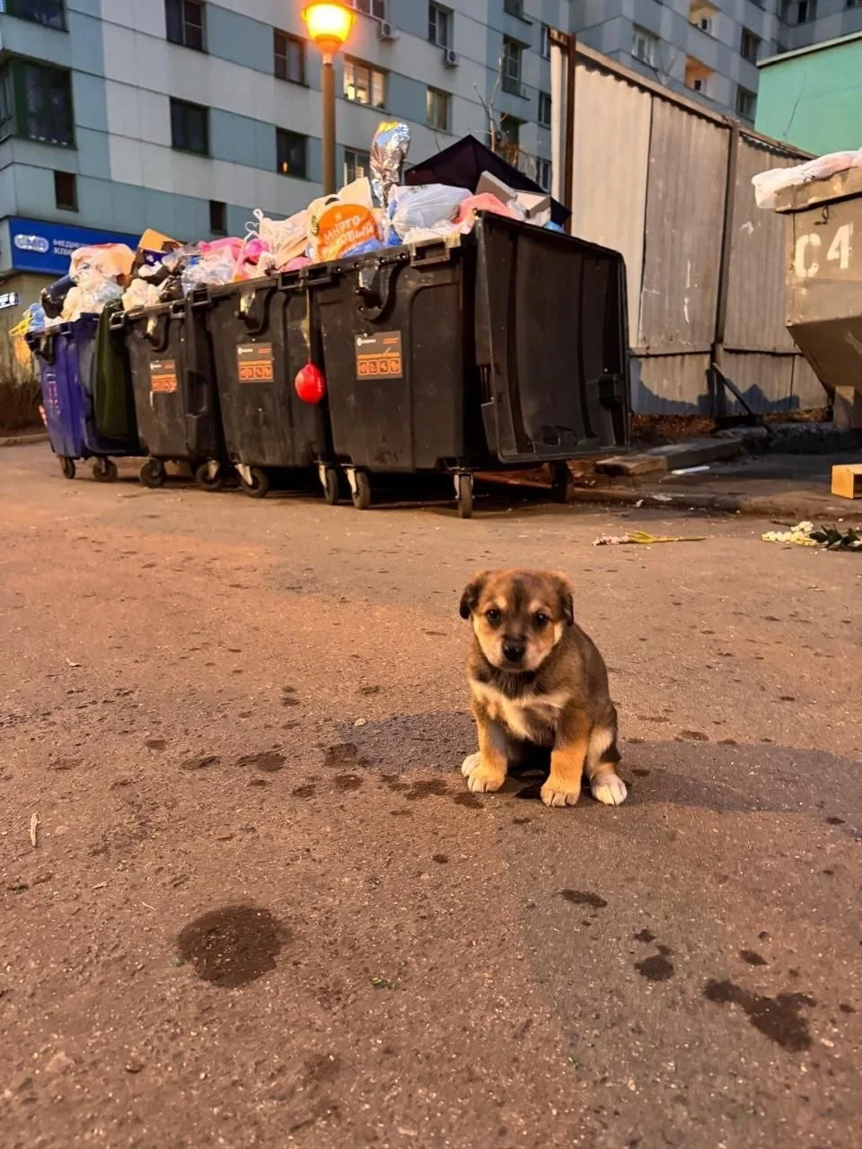 Пропала собака в Подольске — фото питомца