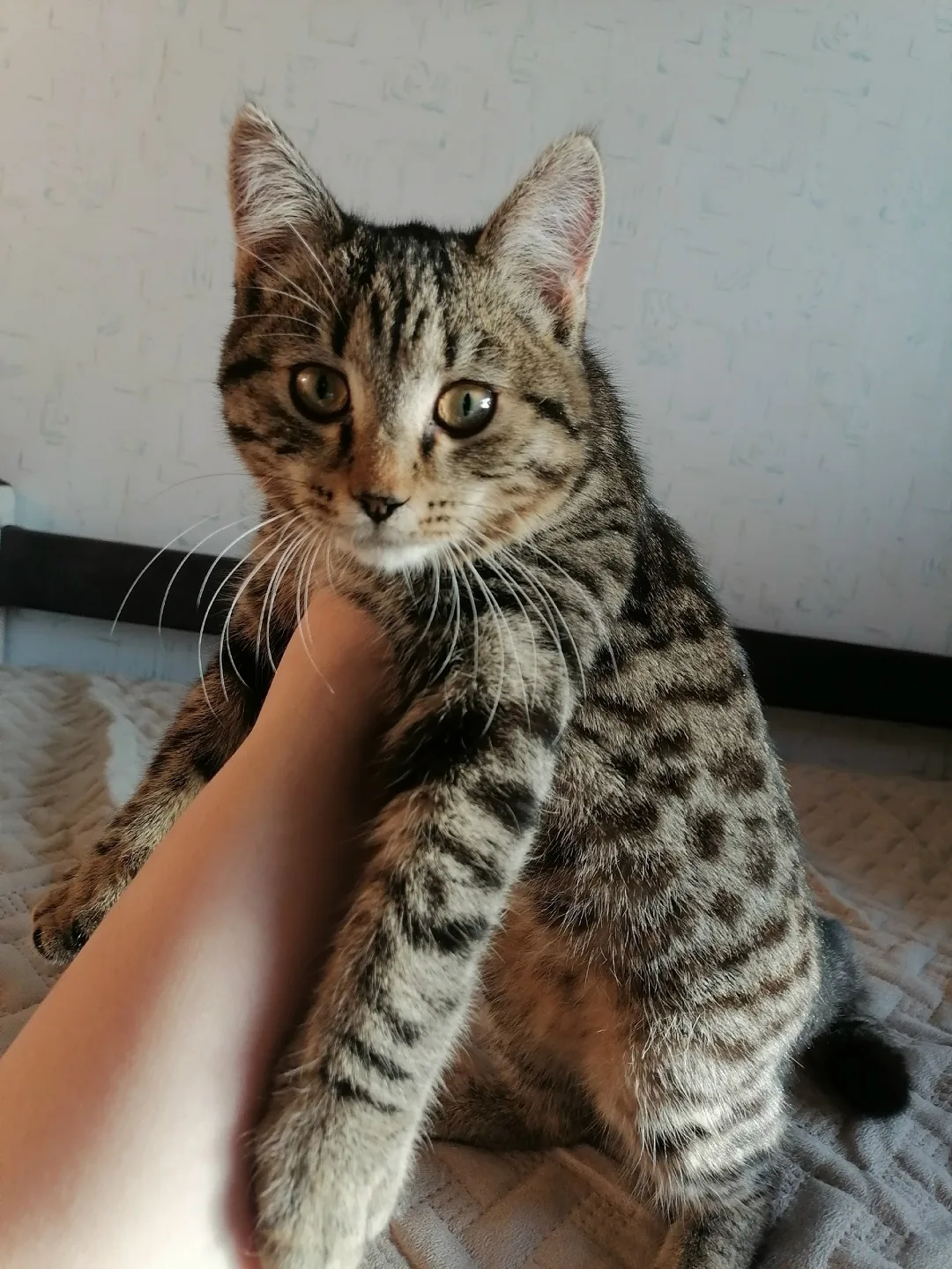 Найдена кошка в Кургане — фото питомца