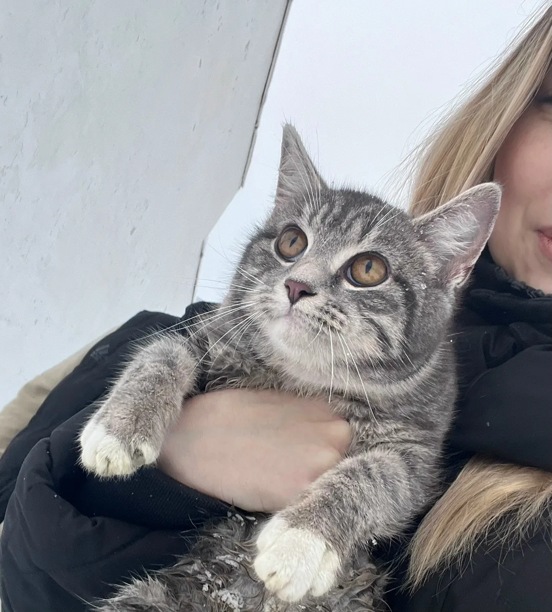 Найдена кошка в Брянске — фото питомца