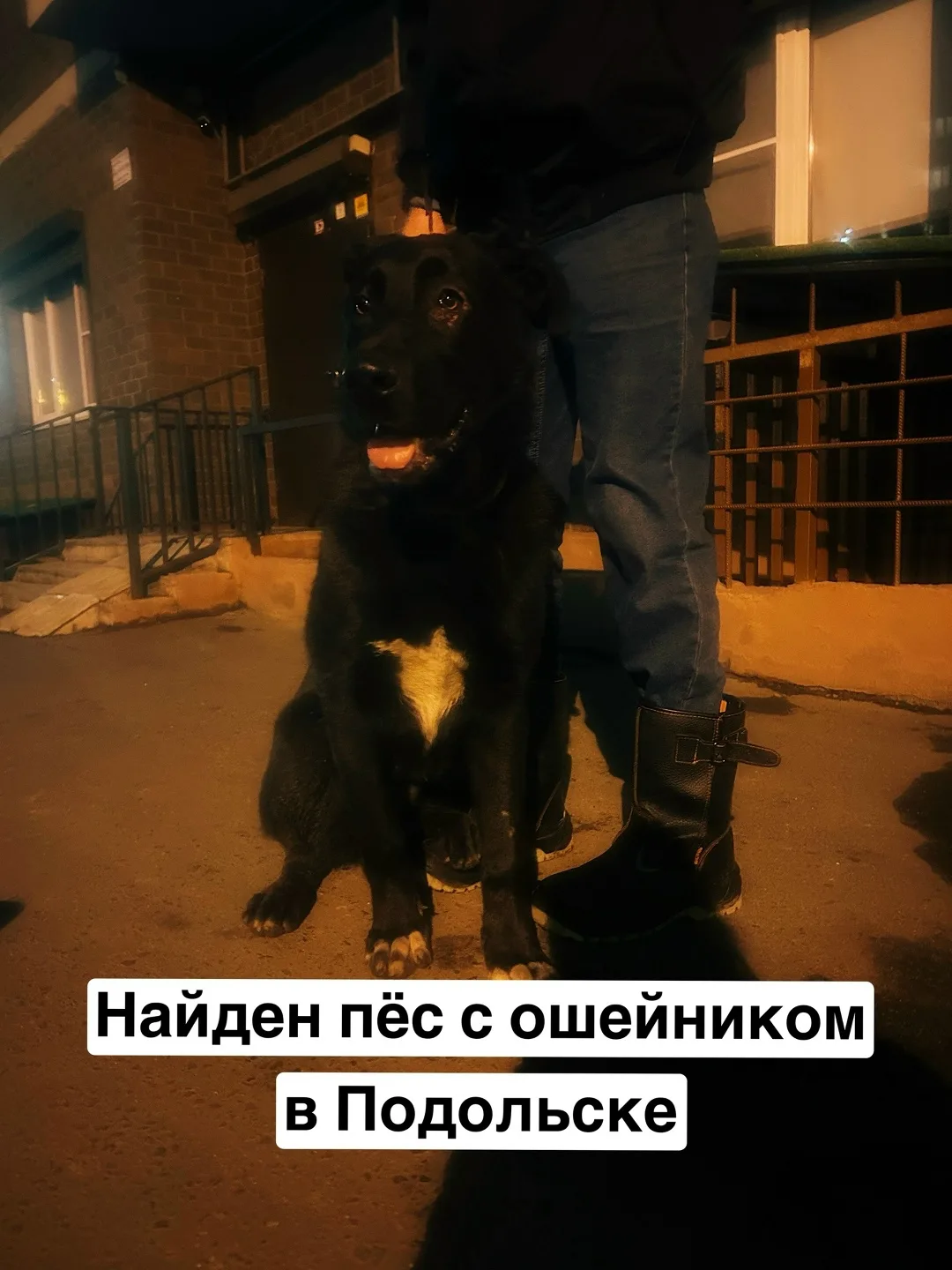 Пропала собака в Подольске — фото питомца