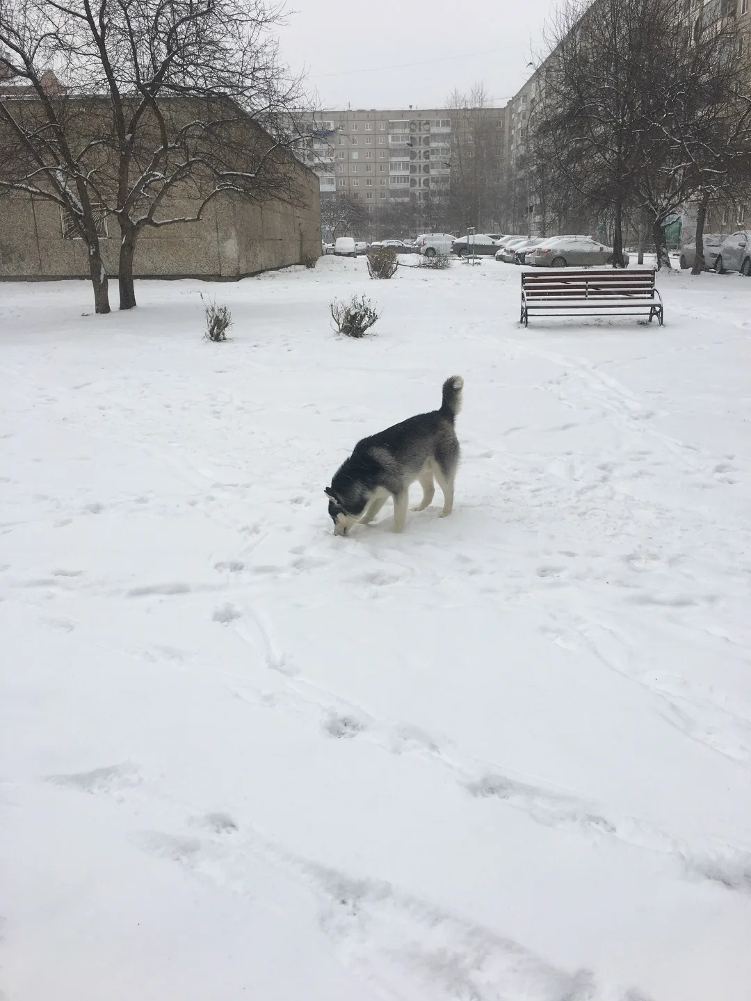 Пропала собака в Нижнем Тагиле — фото питомца