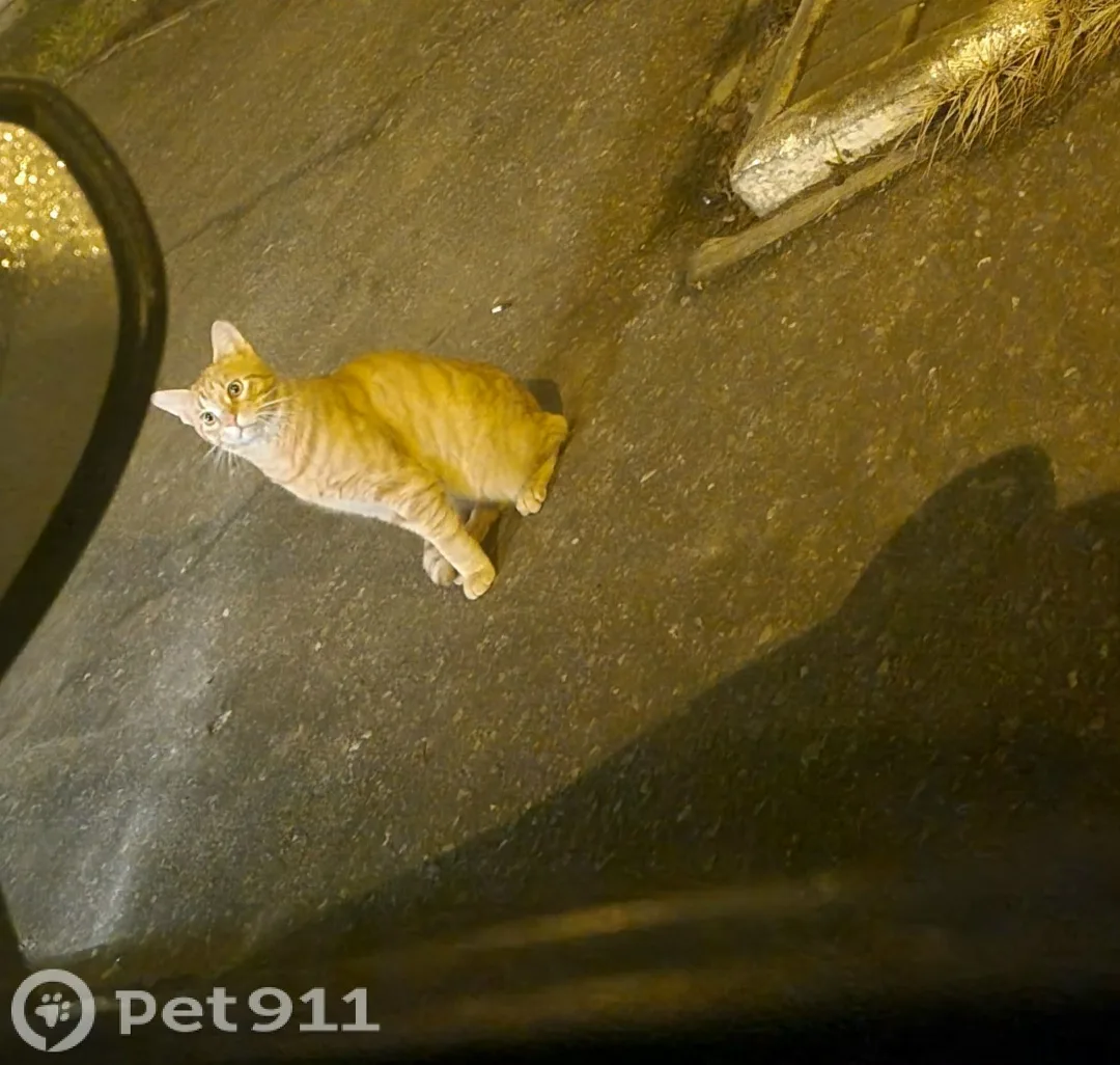Найдена кошка в Саранске — фото питомца