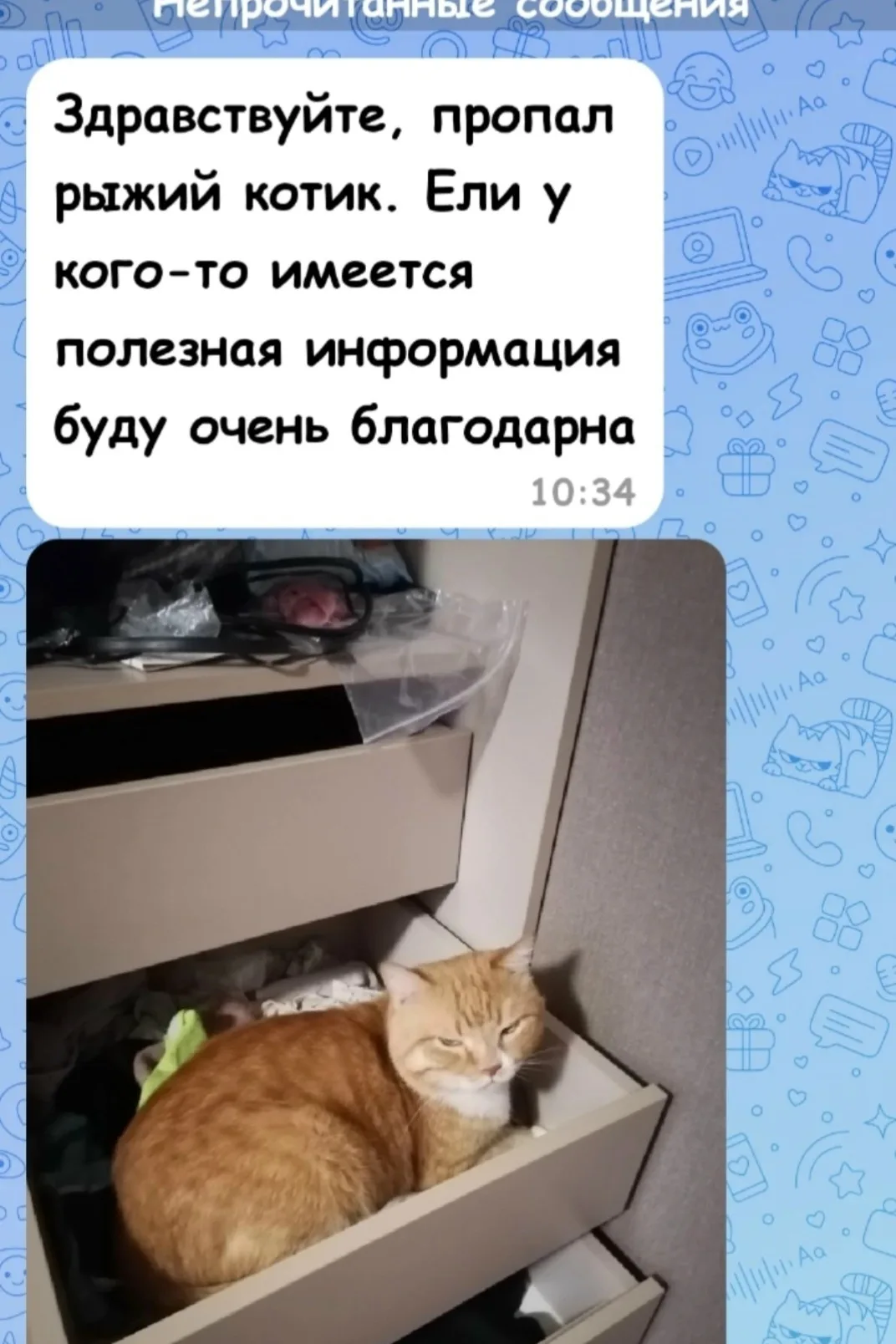 Пропала кошка в Вологде — фото питомца