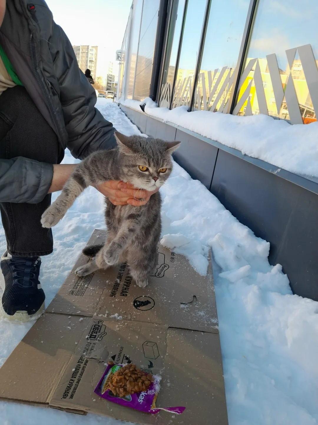 Найдена кошка в Нижнем Тагиле — фото питомца