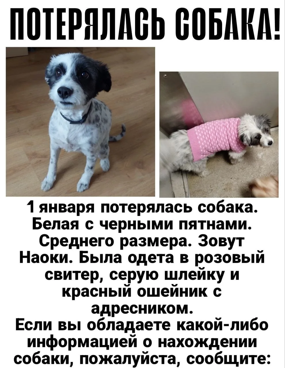 Пропала собака в Нижнем Тагиле — фото питомца