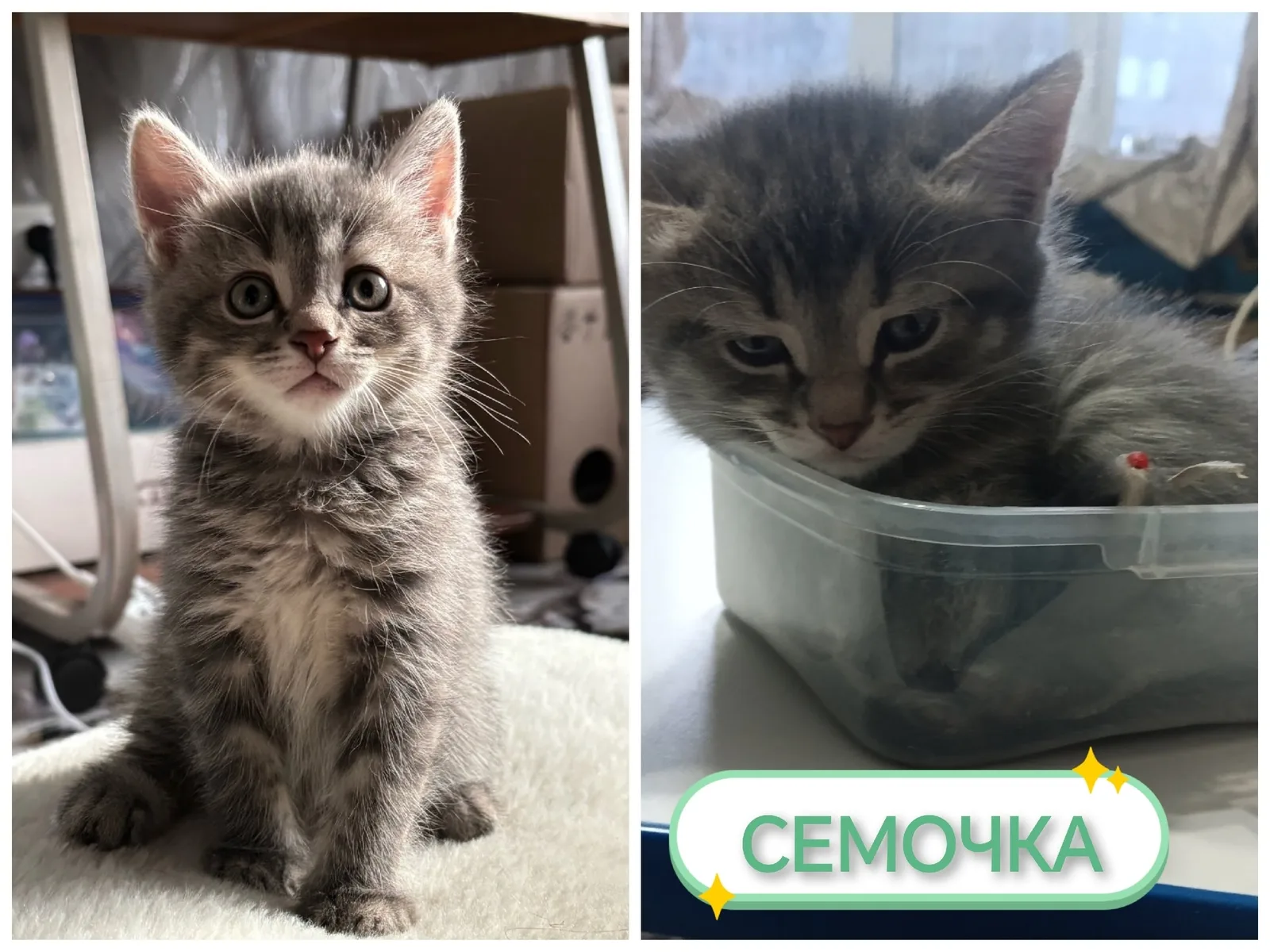 Найдена кошка в Саранске — фото питомца