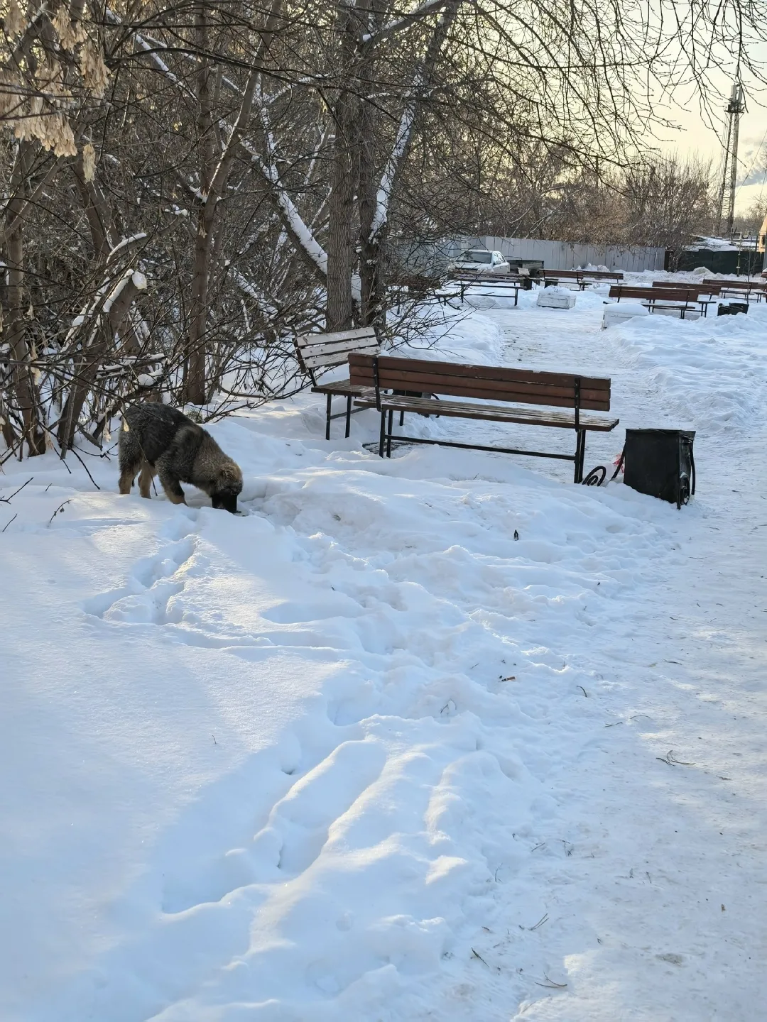 Пропала собака в Кургане — фото питомца