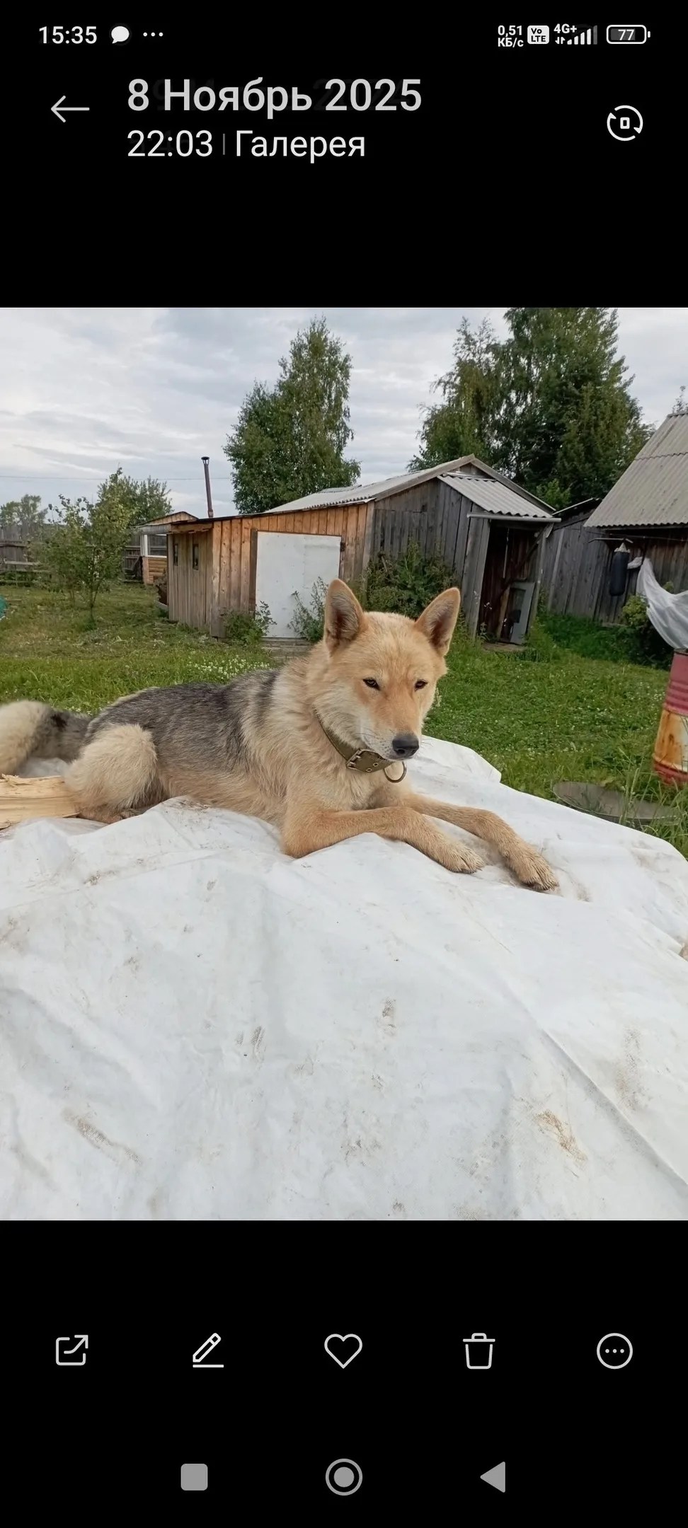 Пропала собака в Вологде — фото питомца