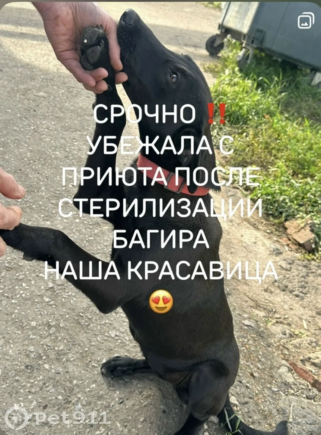 Пропала собака в Саранске — фото питомца