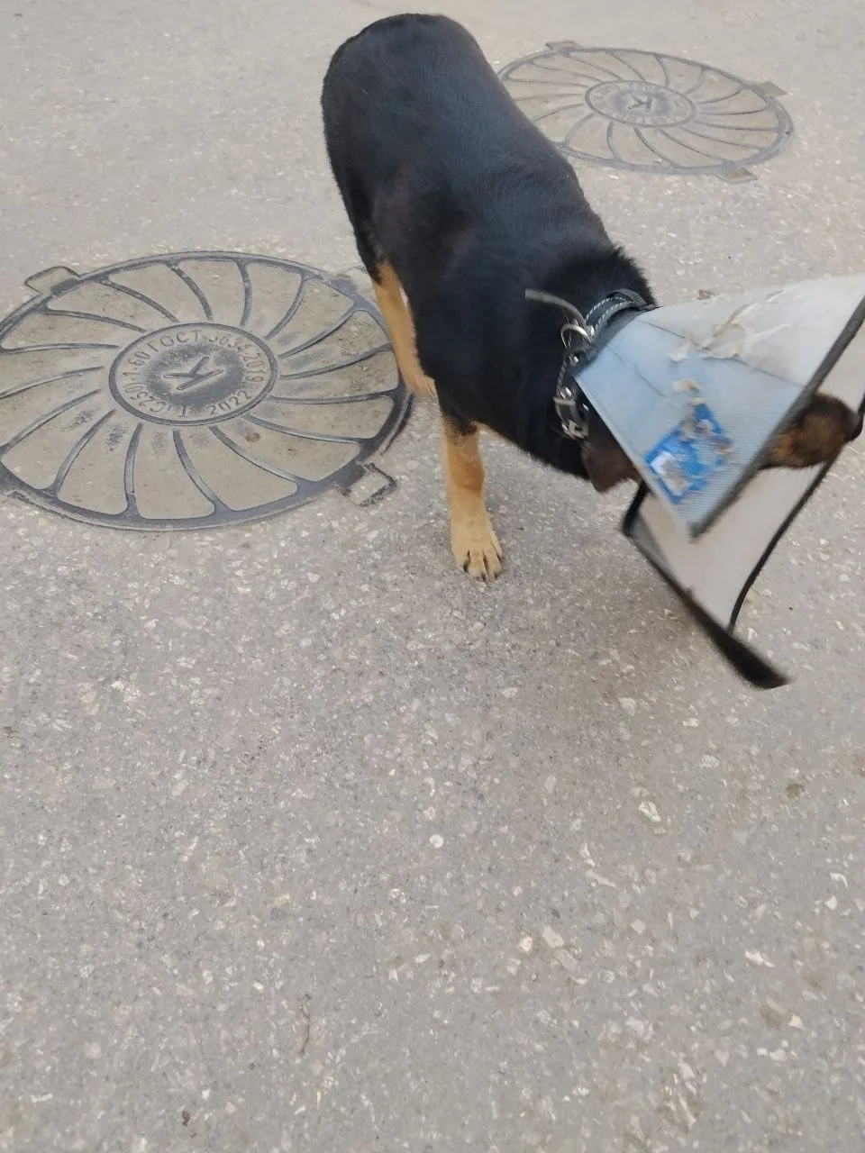 Пропала собака в Энгельсе — фото питомца
