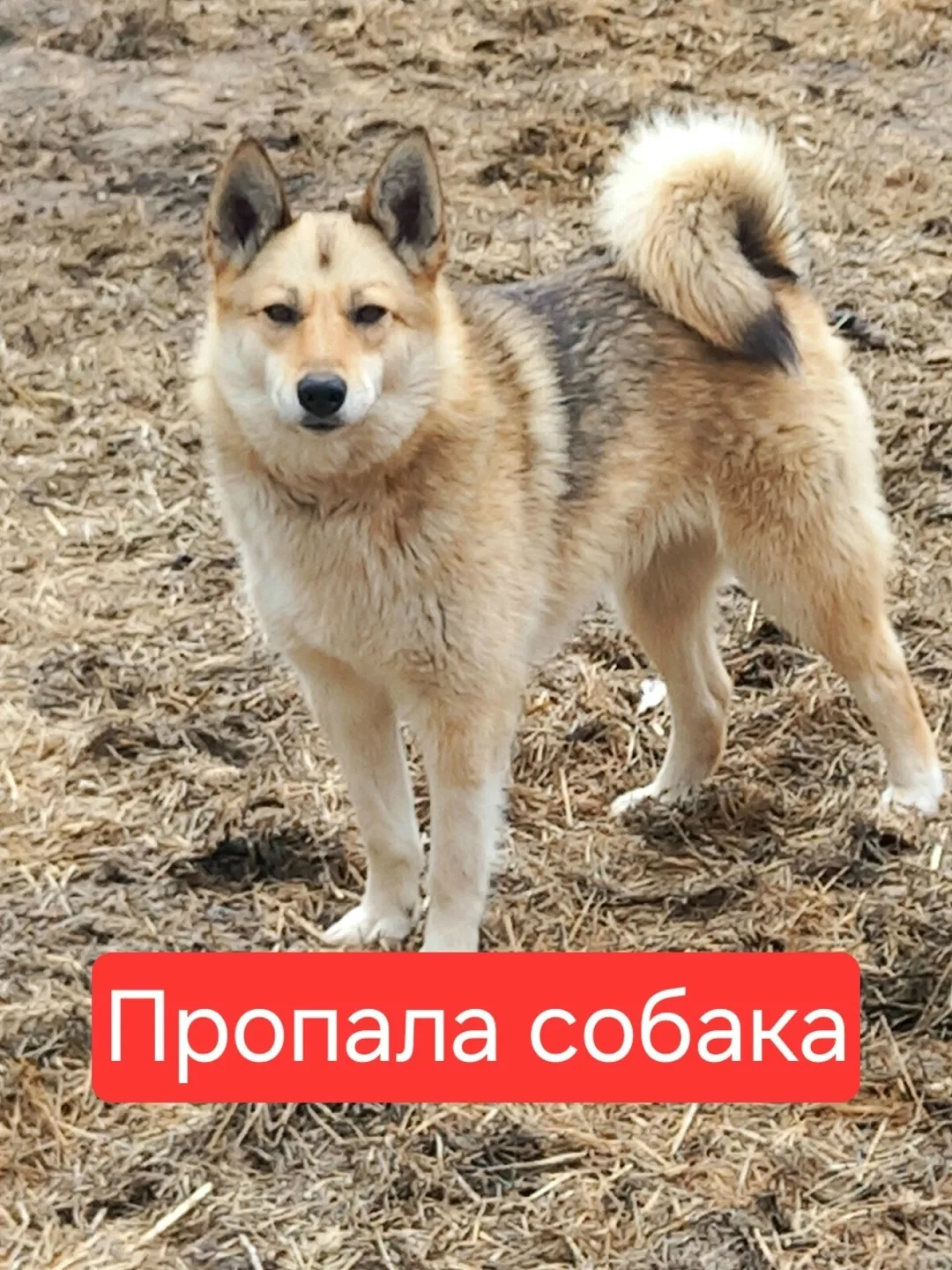 Пропала собака в Архангельске — фото питомца