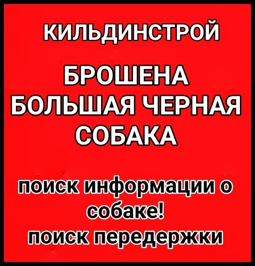 Пропала собака в Мурманске — фото питомца