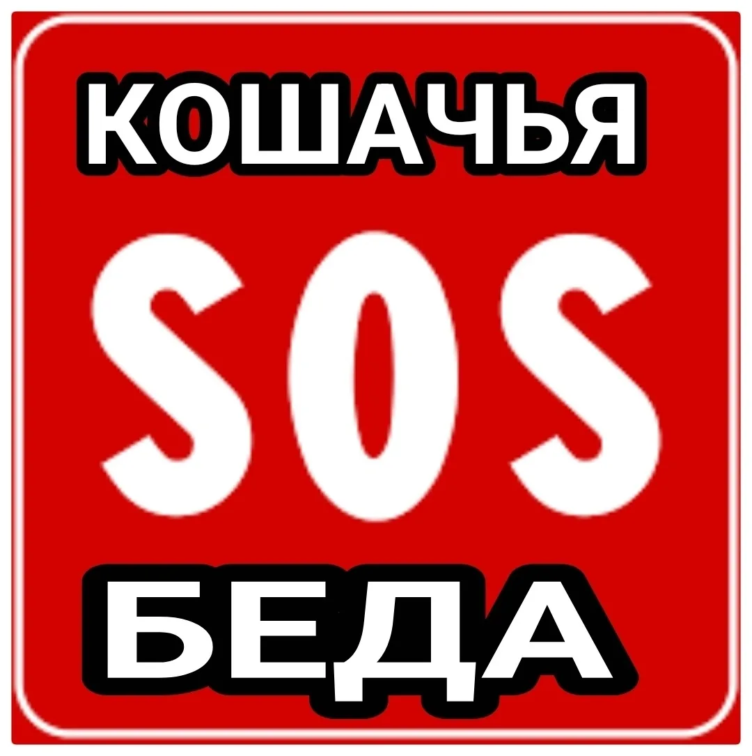 Найдена собака в Мурманске — фото питомца