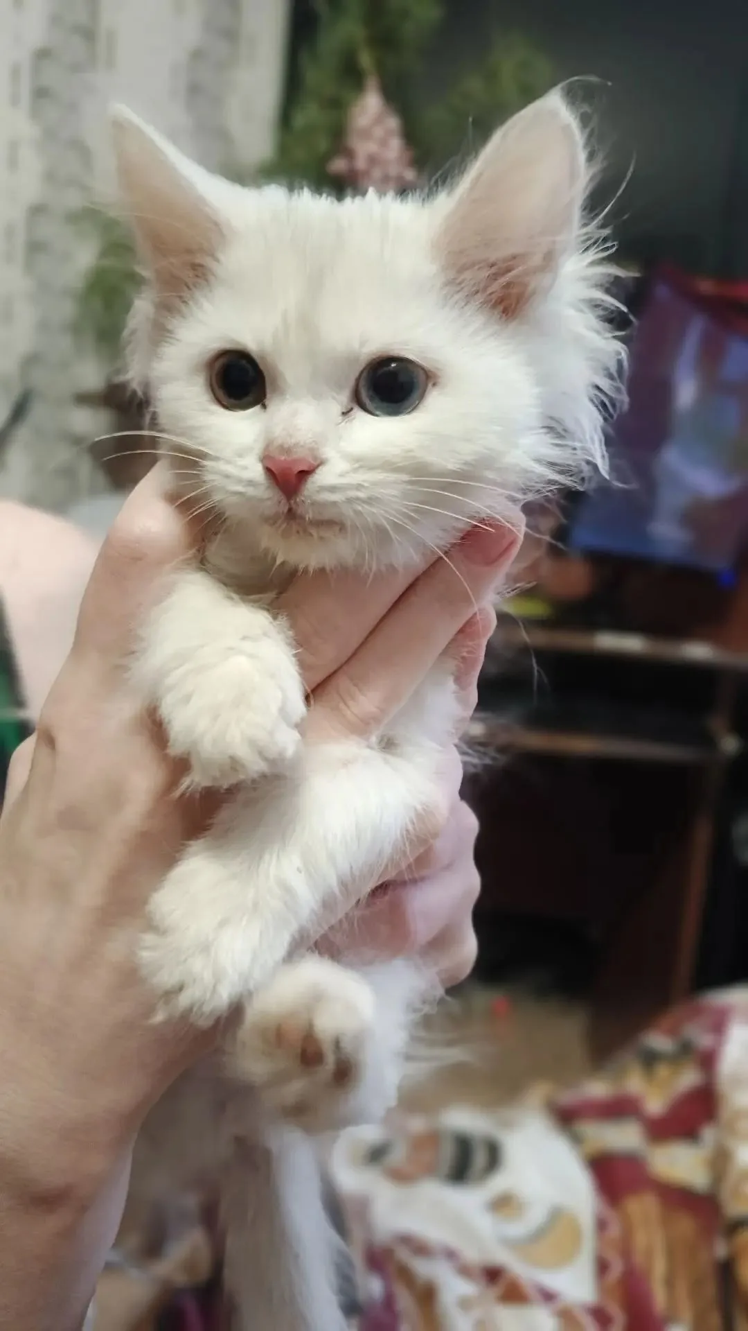 Найдена кошка в Энгельсе — фото питомца