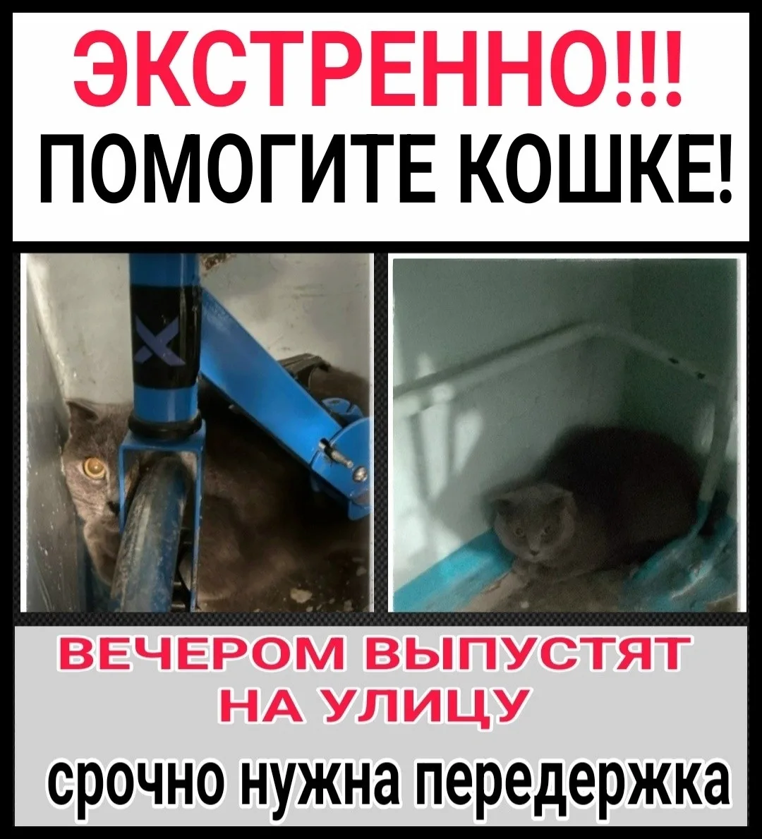 Найдена собака в Мурманске — фото питомца