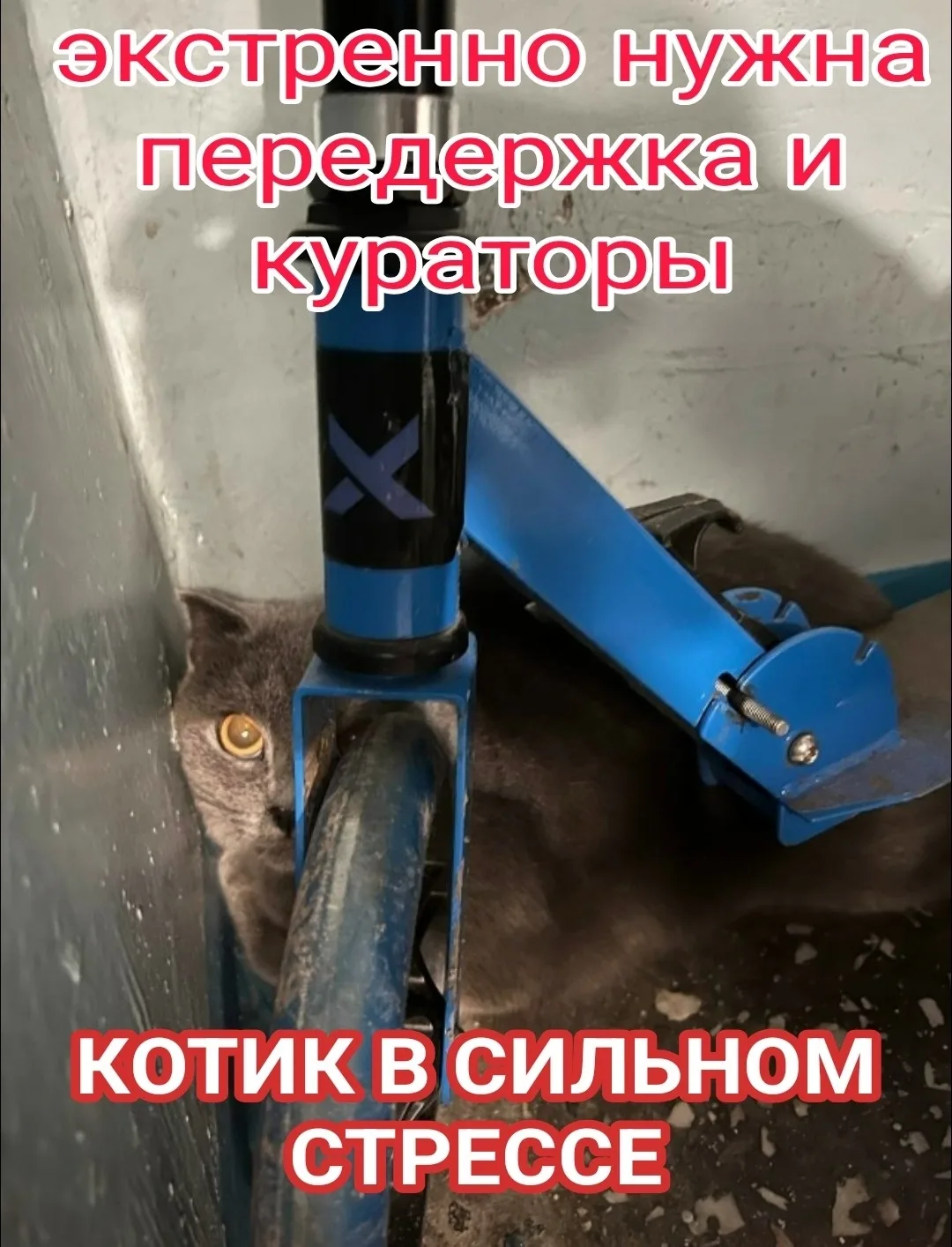 Найдена кошка в Мурманске — фото питомца