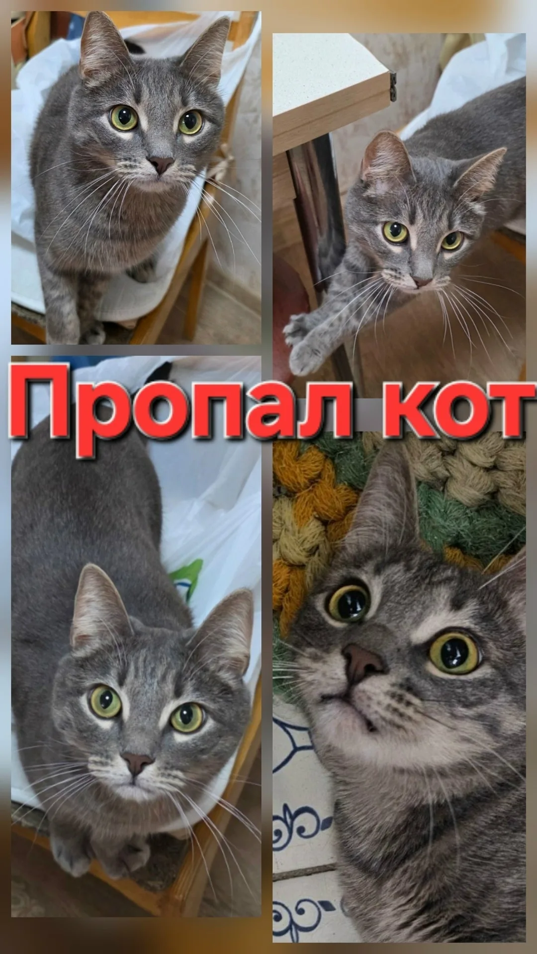 Пропала кошка в Коломне — фото питомца