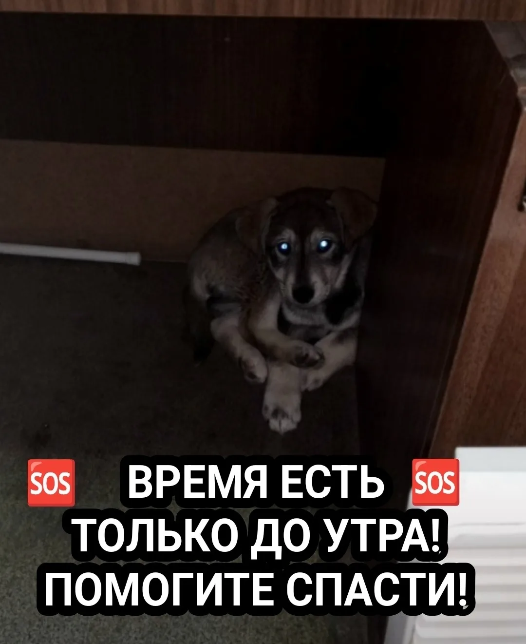 Найдена собака в Мурманске — фото питомца
