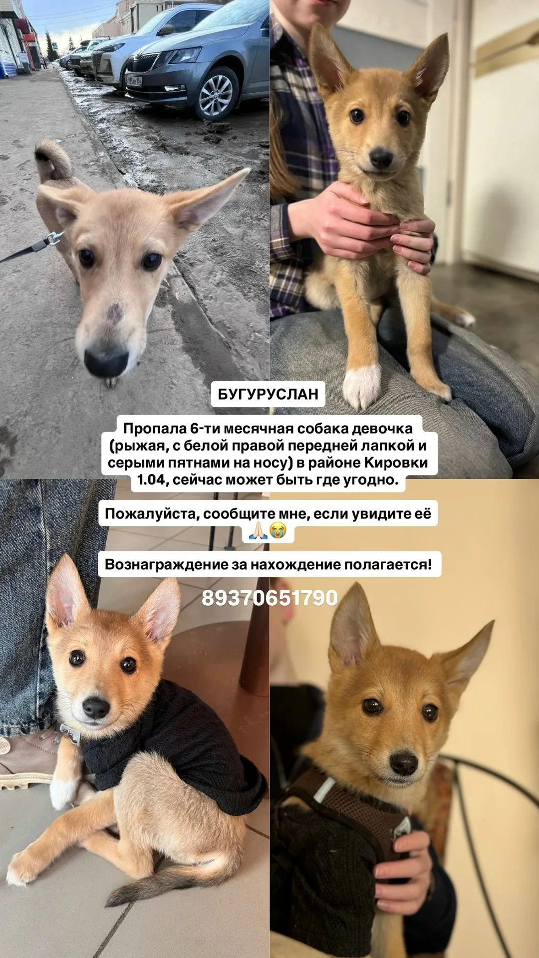 Пропала собака в Нижнекамске — фото питомца