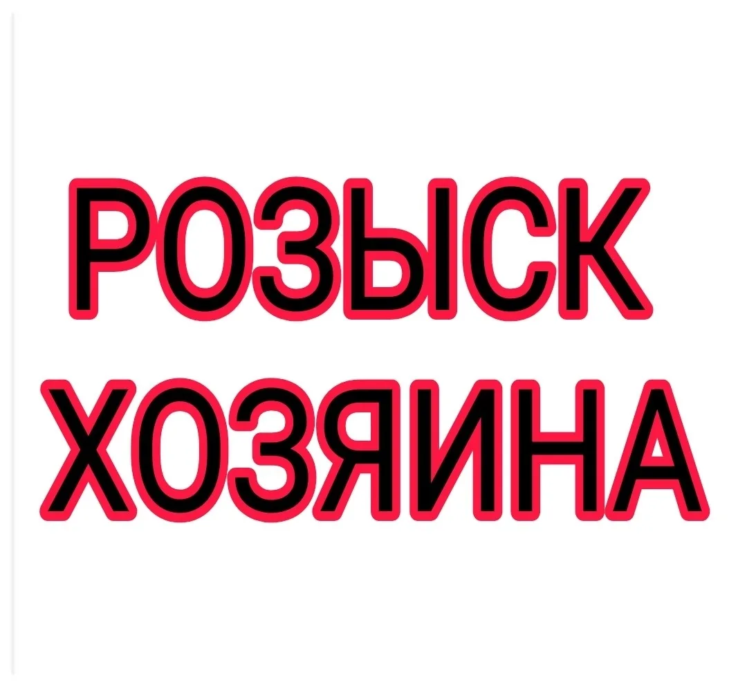 Найдена собака в Мурманске — фото питомца
