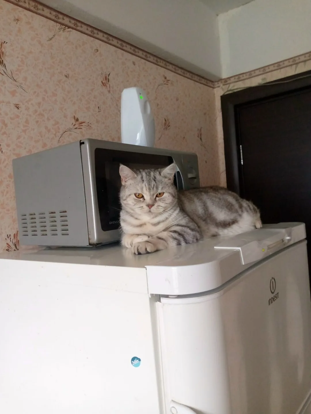 Найдена кошка в Петрозаводске — фото питомца