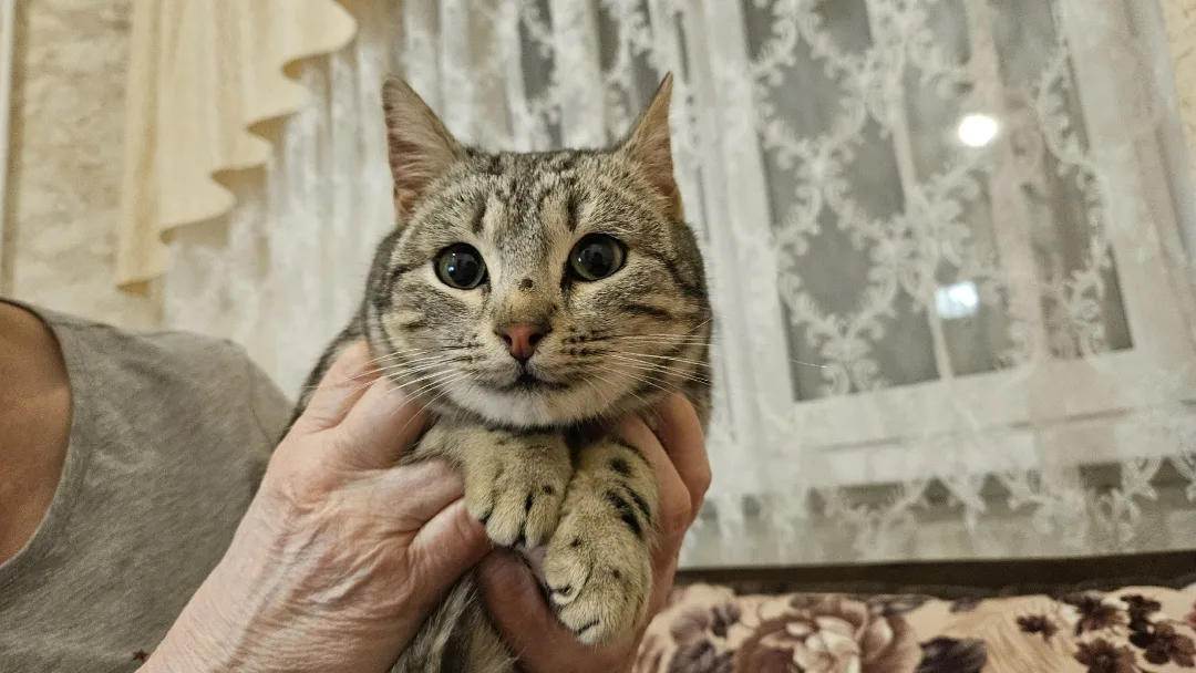 Найдена кошка в Коломне — фото питомца