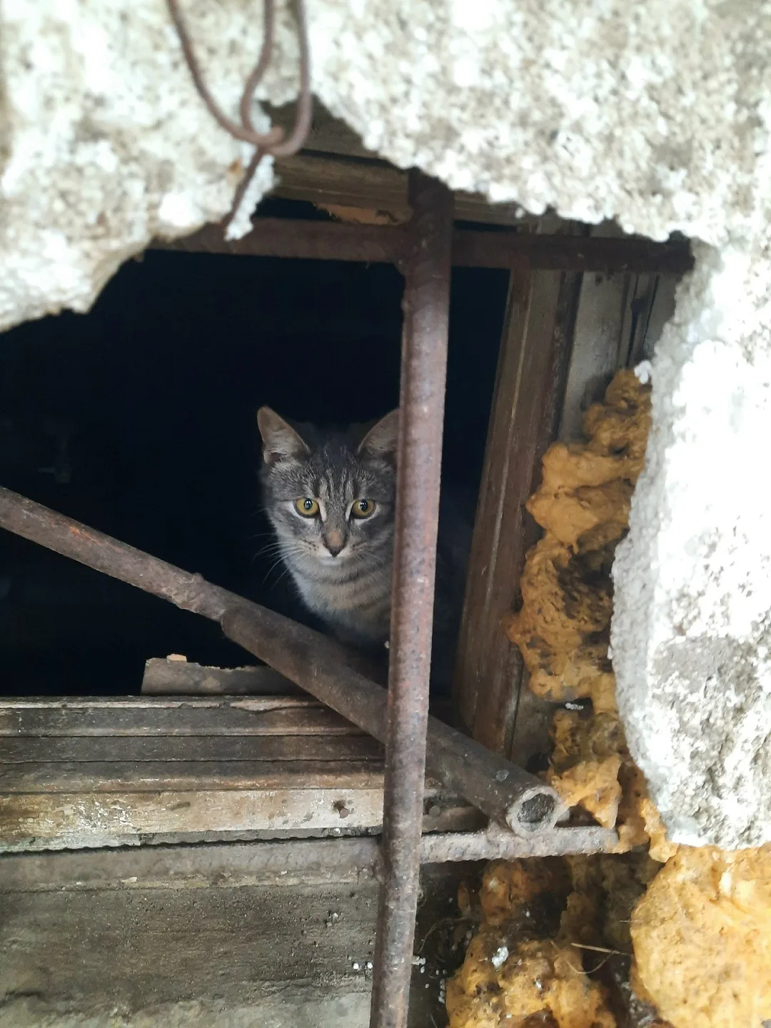 Пропала кошка в Костроме — фото питомца