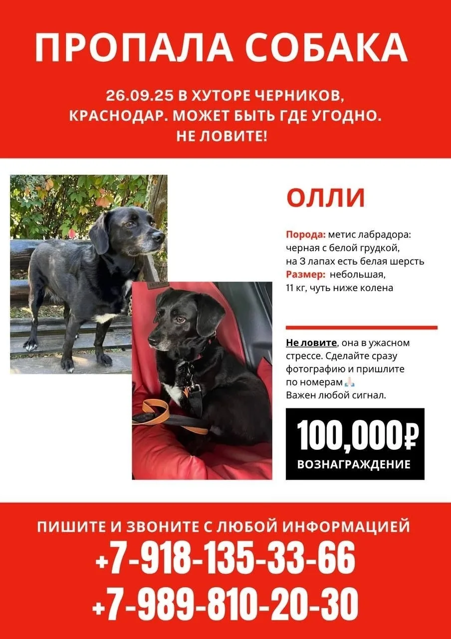 Пропала собака в Таганроге — фото питомца