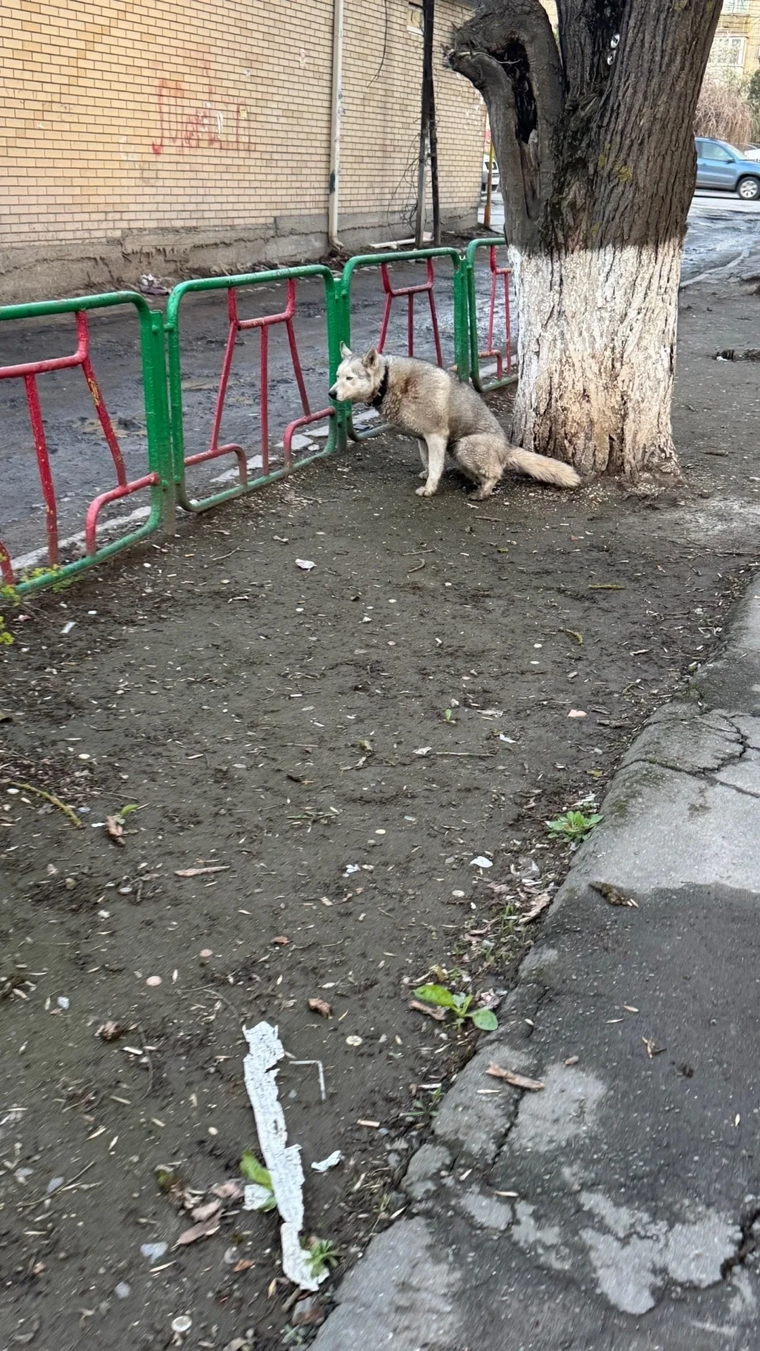 Пропала собака в Таганроге — фото питомца