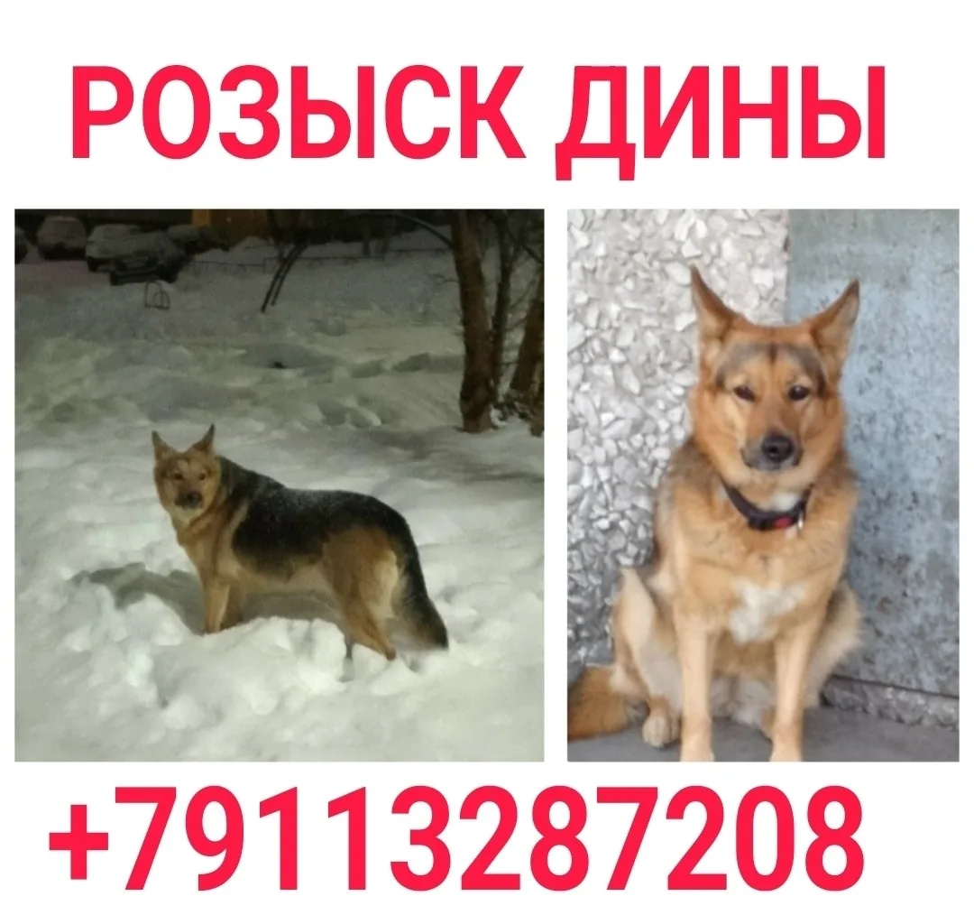 Пропала собака в Мурманске — фото питомца