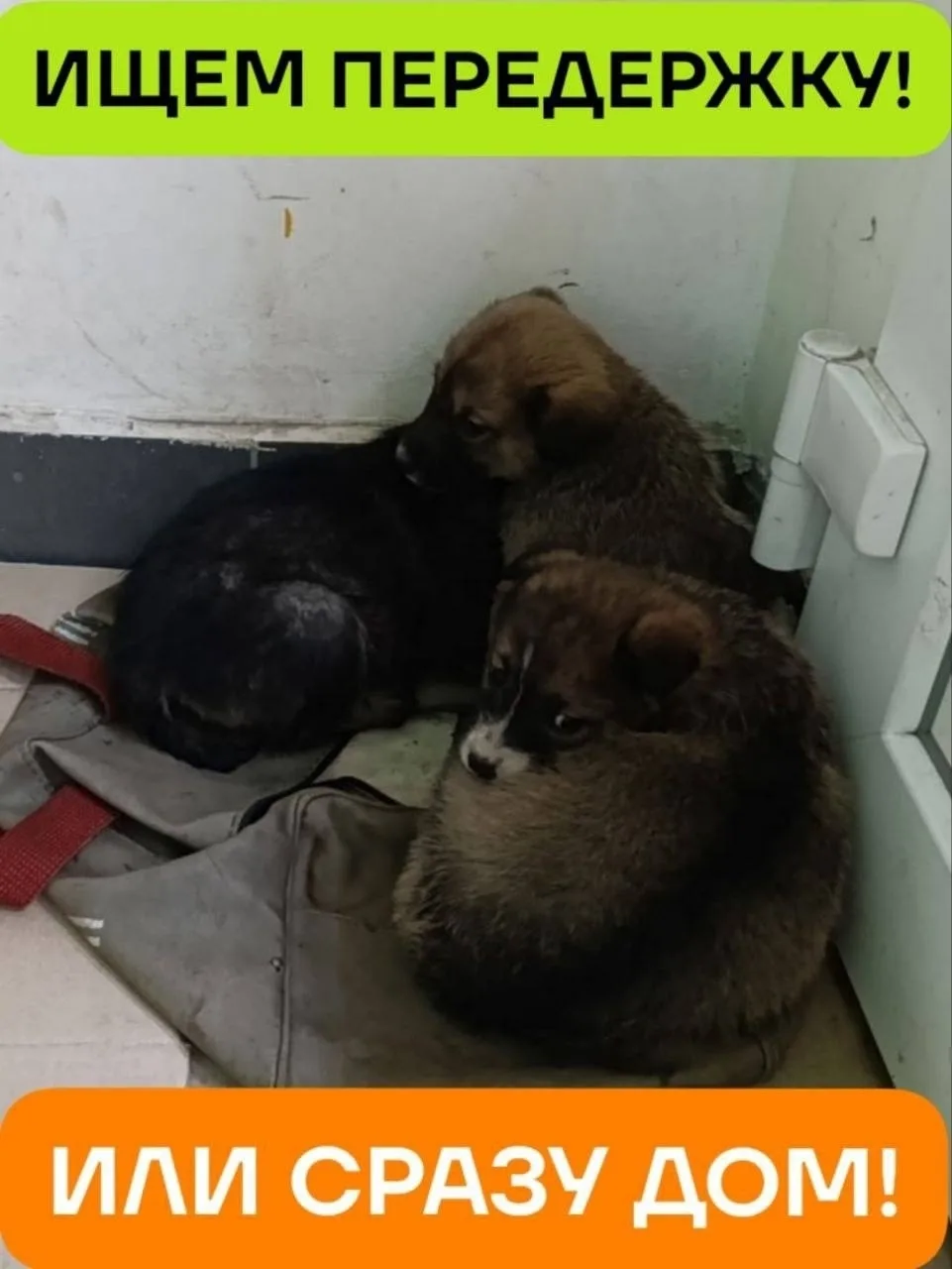 Найдена собака в Энгельсе — фото питомца