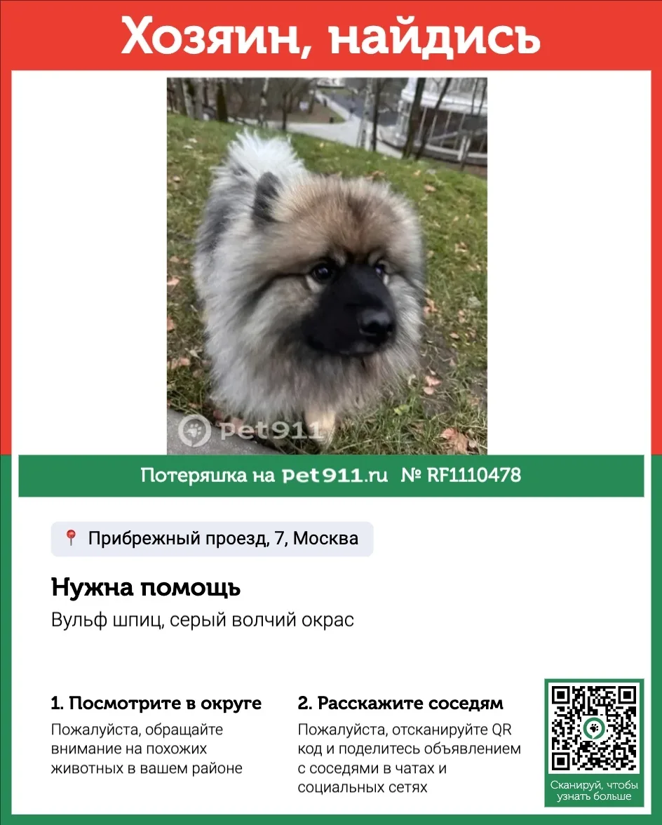 Найдена собака в Реутове — фото питомца