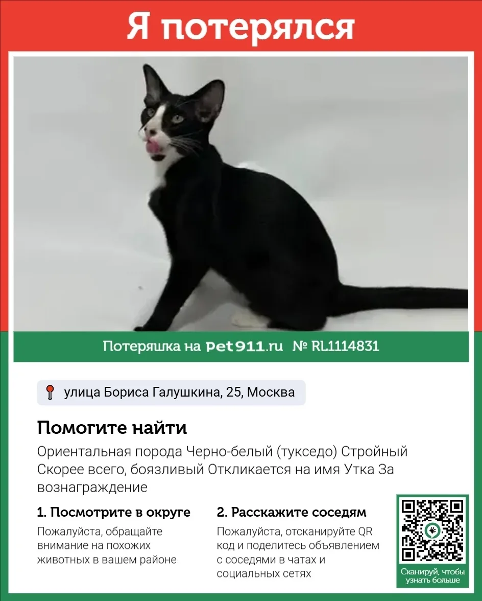 Пропала кошка в Реутове — фото питомца