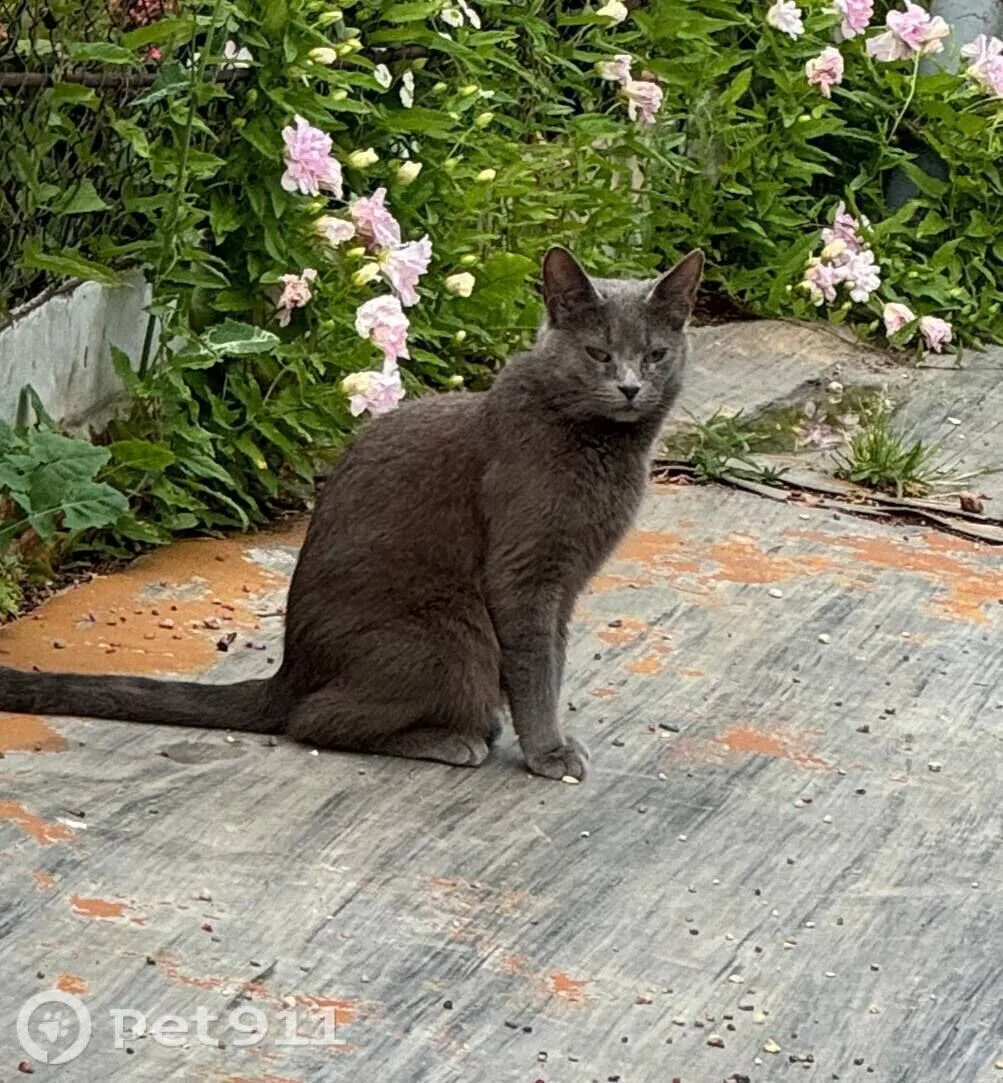 Пропала кошка в Реутове — фото питомца