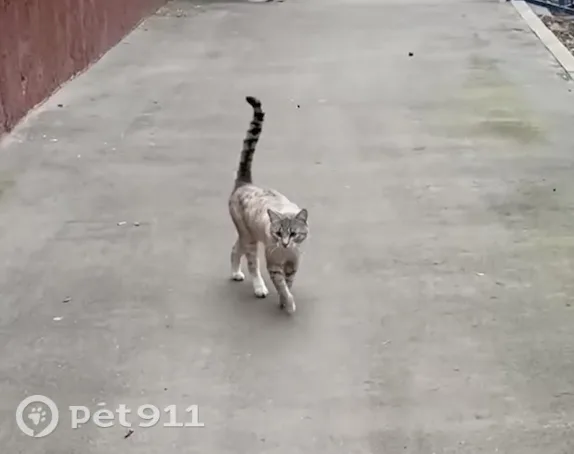 Найдена кошка в Реутове — фото питомца