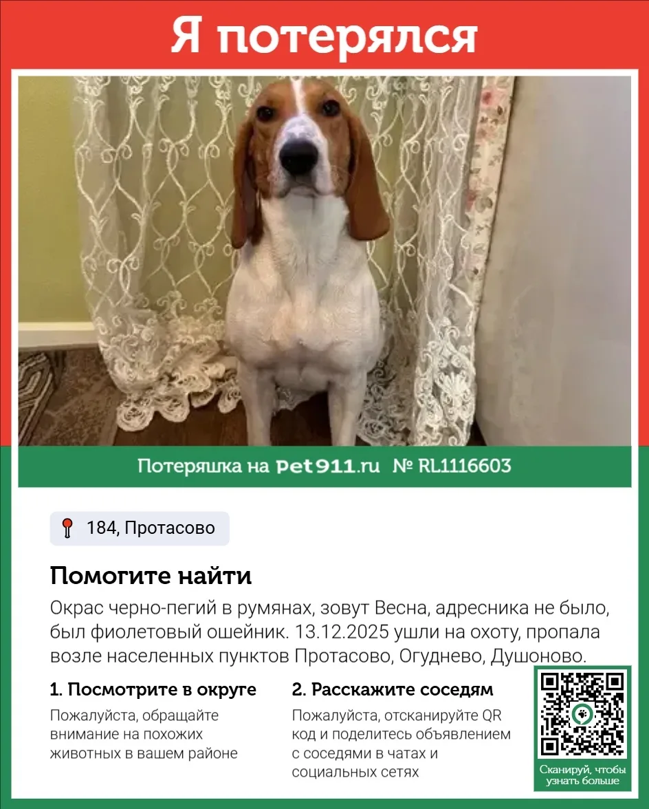 Пропала собака в Реутове — фото питомца