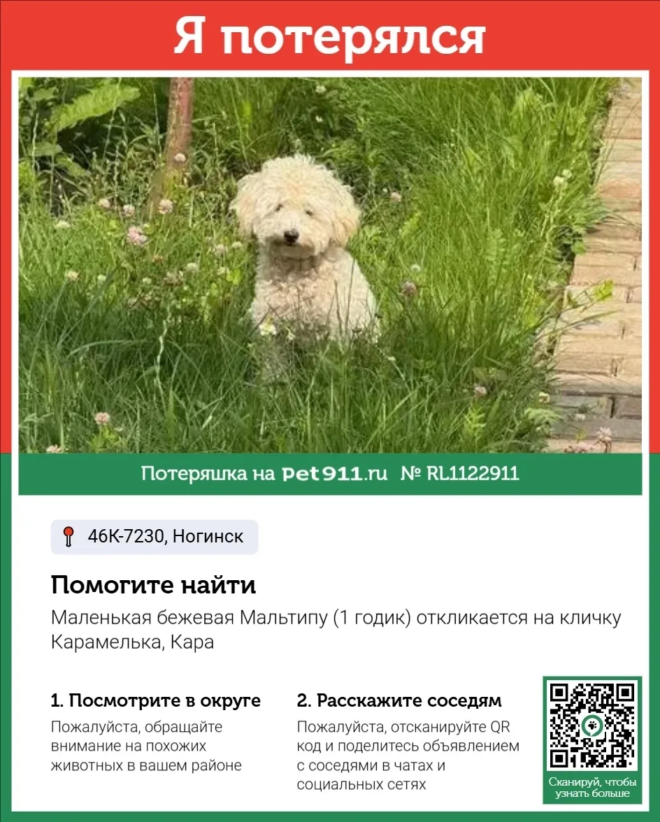 Пропала собака в Реутове — фото питомца