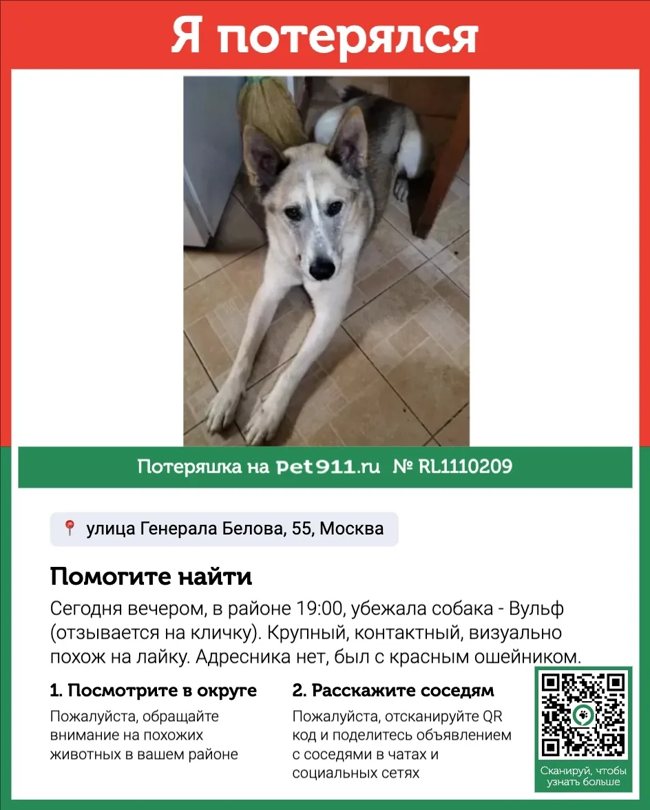 Пропала собака в Реутове — фото питомца
