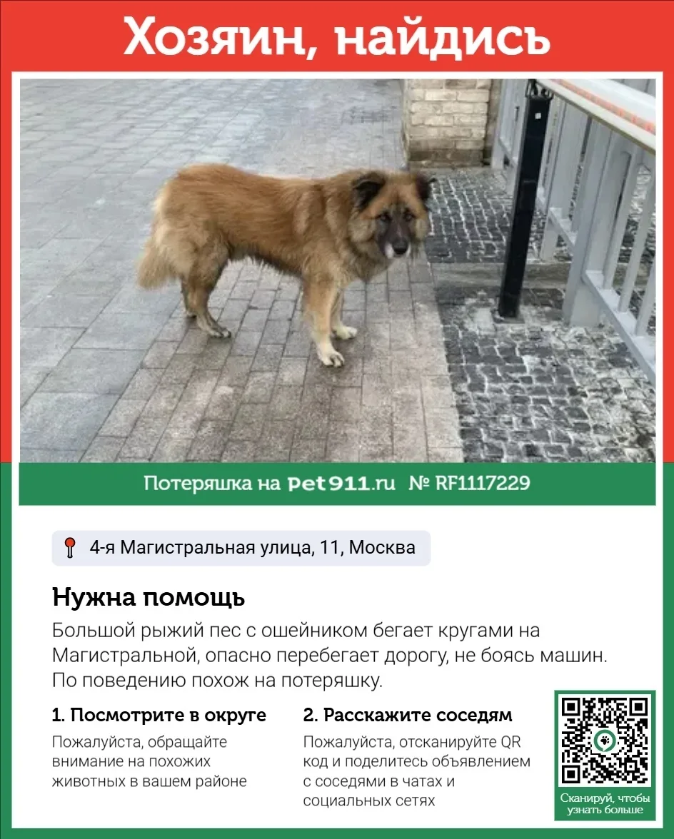 Найдена собака в Реутове — фото питомца