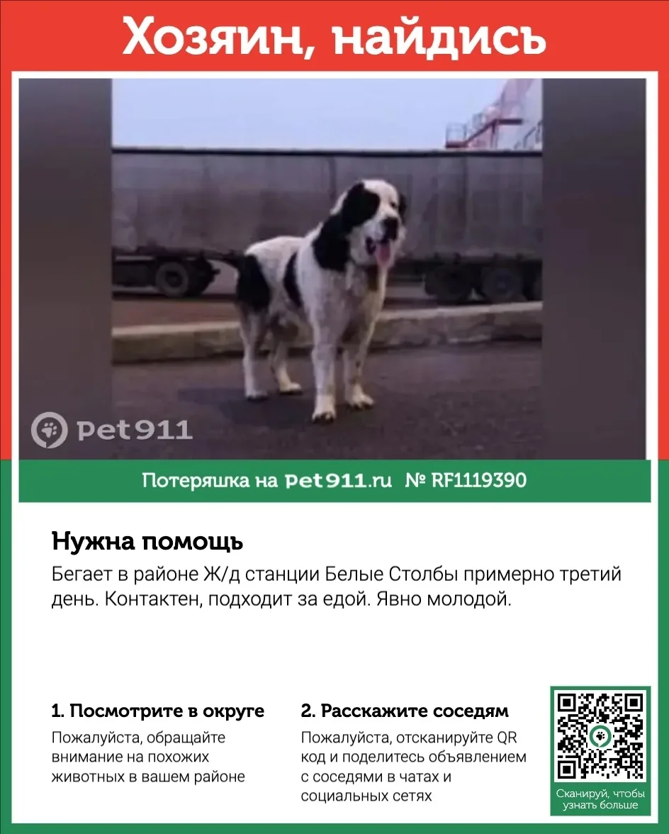 Найдена собака в Реутове — фото питомца