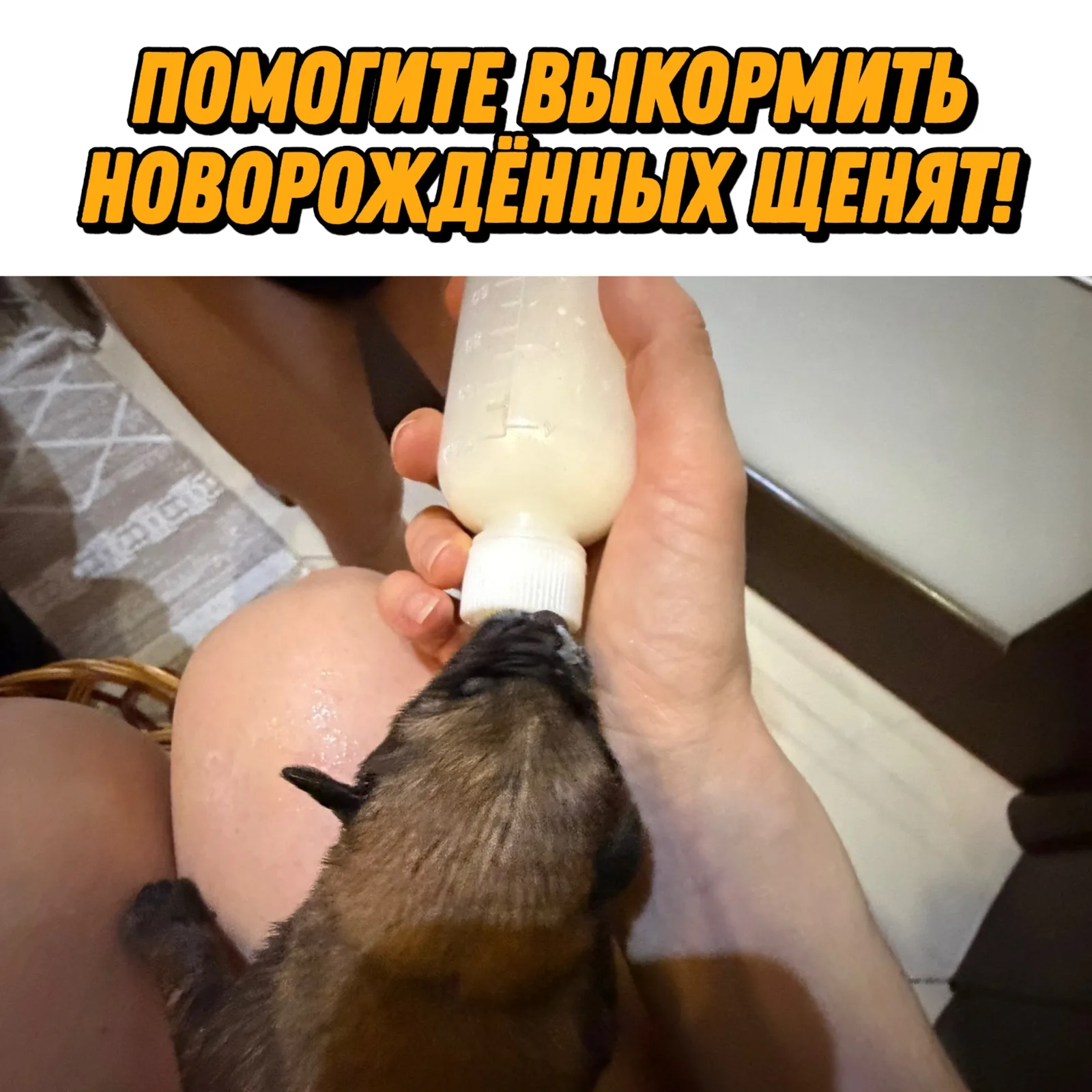 Найдена собака в Курске — фото питомца