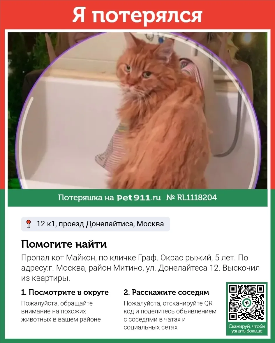 Пропала кошка в Реутове — фото питомца