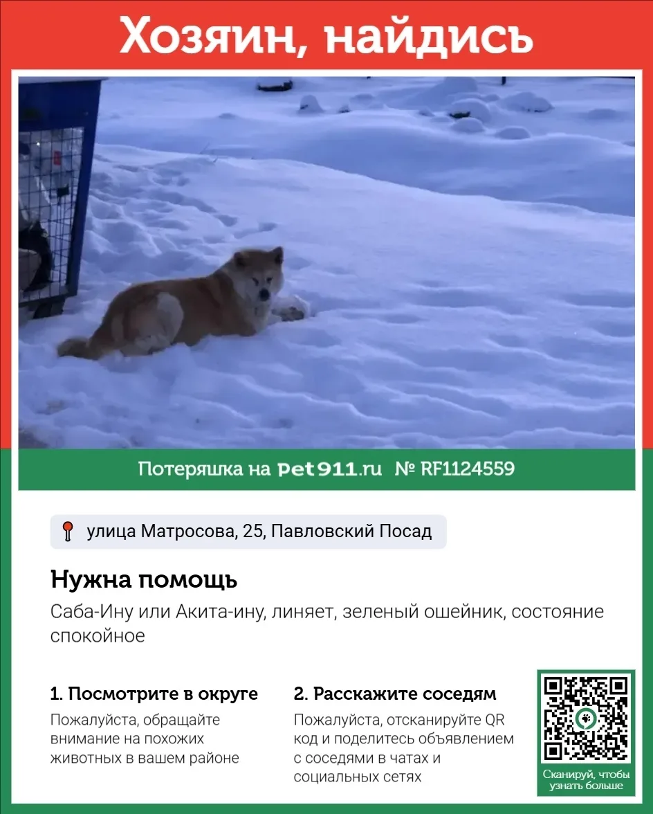 Найдена собака в Реутове — фото питомца