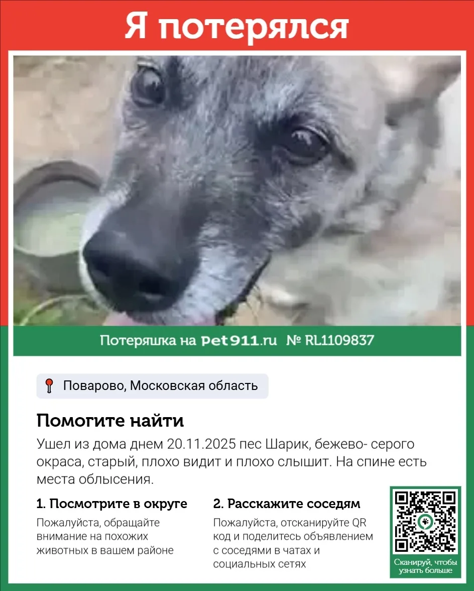 Пропала собака в Реутове — фото питомца